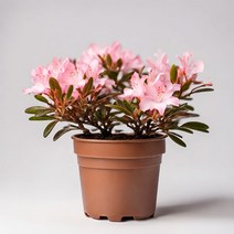 아젤리아 서양철쭉 연산홍 철쭉 화분 미니 꽃화분 모종 키우기, 1개