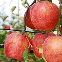 [남도장터] 에코한마음 장성 부사사과 5kg(중/21-23과), 상세 설명 참조