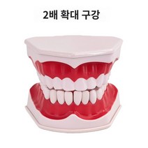 구조 교육용 치위생 학습용 스케일링 교육 시뮬레이션 설명용 연구 수업용 치아모형 교구재, 2배 확대 구강(전구 고정)