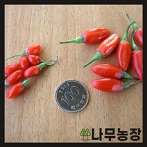 (나무농장) 구기자나무 왕구기자 삽목2년 묘목 ( 3주묶음 )