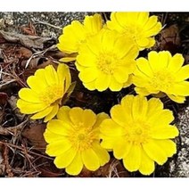 설중 복수초 포트 10개 4치 10센치 화산농원