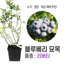 깨비농장 블루베리 나무 묘목 재배 키우기 (품종: 리버티), 리버티, 1개, 혼합색상