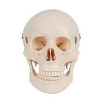 두개골모형 해골모형 skull 뇌 비포함