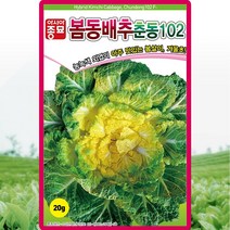 아시아 봄동 춘동 배추 씨앗 봄동 배추 씨 종자 20g, 1개