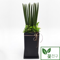 꽃친구 스투키 사각분 중형 개업 축하 화분 집들이 인테리어화분 공기정화 식물 꽃배달