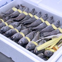 통째로 먹는 영광 법성포 굴비 70 마리 (수협수매 16-19cm) 국내산 천일염 섭간 신선함유지 선물세트 실속 씹어먹는