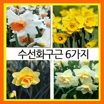 순희농장 백합구근 작약구근 크로커스구근 수선화구근 무스카리구근 꽃무릇구근 백합구근 칸나포트, 수선화구근혼합5가지종류, 5개