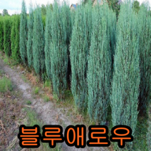 블루애로우 나무 키20cm 포트묘 3그루 나무 묘목 향나무 꽃나무