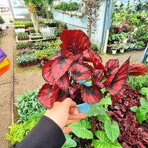 랙스베고니아 (소품) 베고니아키우기 특이한베고니아