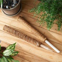 수태봉 몬스테라 식물 지지대 슬림 코코봉 코코넛봉 + 사은품, 1m(슬림형/연결X), 1.5cm(연결불가)