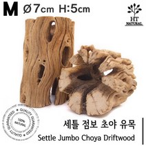 세틀 점보 초야우드 (선인장 유목) M