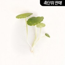 기타 바보사랑[미미네아쿠아] 워터머쉬룸 6촉 - (원예수초 전경꾸미기)