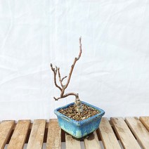 애기 아기 꽃 미니 사과 도자기 화분 소품 분재