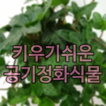 키우기쉬운식물 아이비나무 스킨답서스 행운목 개운죽 풍란 테이블야자 호야 선인장 산호수 율마 천냥금 오렌지자스민 수퍼바 산세베리아 금전수 스파트필럼 스투키 문샤인 남천 고무나무, 04-1. 아이비(화이트) 1개