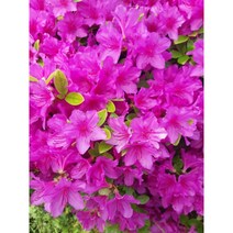 철쭉 묘목(영산홍 자산홍 백철) 30~40cm가량판매, 20주