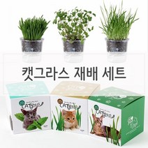 [KT알파쇼핑]키우기쉬운 고양이풀 캣닢 재배 투명화분 세트, 밀_W28EB7B