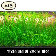 [수초몰] 발리스네리아 20cm 이상 / 초보 수초 구피 어항 물고기 금붕어 열대어 부상 물배추 베타, 2뿌리