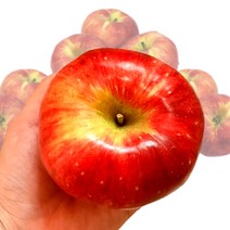 경북 문경 햇 사과 홍로 고당도 산지직송, 정품 중소과 2.5kg(10~11과), 1개