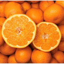 [10/4 발송] 산지직송 프리미엄 제주 효돈 노지 감귤, 못난이 노지 감귤 9kg (사이즈 혼합), 1개