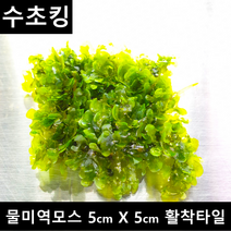 [수초킹] 키우기 쉬운 초보수초 물미역모스 5cm*5cm 활착판, 1개