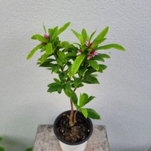 천리향 중품 겨울식물 플랜테리어 향기꽃 30~55cm 149