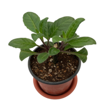 그린플랜트 공기정화식물 약용식물 명월초 1+1