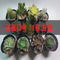 천안다육농원 국민 다육 다육식물 다육이 다육식물세트 공기정화식물, 국산토분 5종완성품