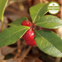 일음쇼핑^^*m윈터그린 에센셜 오일 Wintergreen Oil 아로마 다용도 천연일medi^*^, ab*^*선택있슴1L