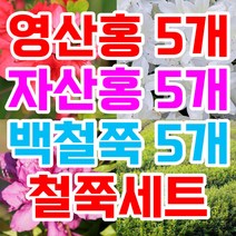영산홍5 자산홍5 백철쭉5 묶음 철쭉마켓 철쭉 묘목 꽃 나무 연산홍 백철 베니 정원 마당 조경수 정원수 울타리 키우기 화목류 철죽 농원 꽃나무 울타리, 빨강 5개 보라5개 흰색5개