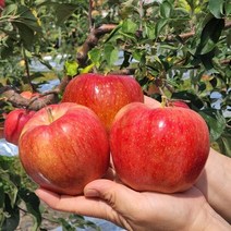 껍질째먹는 햇사과 가정용 선물용 못난이 흠집 꿀사과, 가정용사과3kg(14과내외)