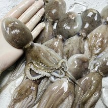 국내산 활 쭈꾸미 1kg