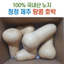 국내산 제주 땅콩 호박 3kg 5kg 9kg 버터넛스쿼시