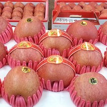유명산지 고당도 정품사과 3kg 5kg 10kg, 사과10kg(38~42과)