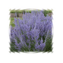 꽃씨 러시안세이지-타이가 10립 K246