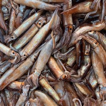 산지직송 울진 급랭 오징어 통찜오징어 1kg 7~10 미 냉동오징어 활 급냉 총알 통찜오징어, 01.국내산 오징어(1kg 7~10미)
