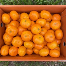 정직한먹거리 제주 감귤 당도보장 고당도 인증, 감귤5kg 로얄과(S/M) X 1박스