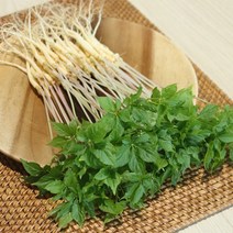 전남 무안 수경재배 새싹삼 대 100뿌리