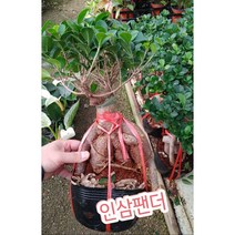 인삼팬더-대/인삼줄기를 닮은 인삼벤자민과 팬더고무나무를 접붙인 것