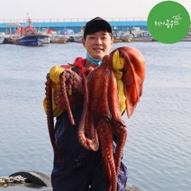 최고다농수산 동해 피문어 참문어 살아있는 활 대왕문어다리 제수용문어 산지직송, 소문어 (600g~5kg), A급 동해 피문어 1kg내외 (생물)