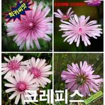 (희귀씨앗) 크레피스(나도민들레) 10립, 1개