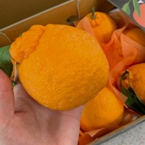 서귀포효돈 고당도하우스한라봉 중과 중대과 5kg, 상품선택, 중과(18수)