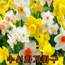 수선화(노랑색5개+흰색5개) 개화구 구근 총10개 나무묘목 과실수 꽃나무 조경수 관목