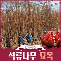 석류나무 묘목 1년생 2년생 결실주 과실수 유실수 정원꾸미기 원예 조경용 가드닝 재배
