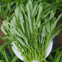 안산팜 공심채 1kg~, 1kg(1개), 1개