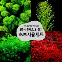 [착한수초] 거꾸로만 심지 않으면 되는 초보자용 수초 3+1종세트(31줄기) 암브리아 붕어마름 펄글라스 로타라블러드 / 음성수초 구피 새우 은신처 초보수초 수초레이아웃 수초어항