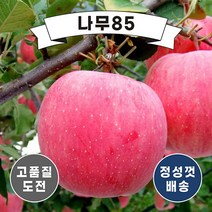 (나무85) 사과나무묘목 미얀마 R3 홍로 R3, 홍로 R3 내외 분