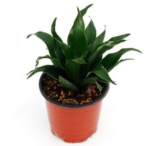 실내공기정화식물 120종 꽃 화분 미세먼지제거 아레카야자 해피트리 금전수, 모종포트, 콤펙타, 1개