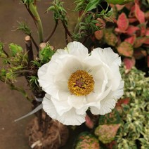 [용이네 화원] 탐스러운 목단화 모란꽃 묘목350 농원