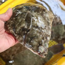 국내산 삼천포 당일조업 당일손질 자연산 봄도다리 손질 도다리쑥국 2kg, 1kg