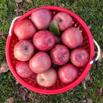 [추석명품못난이사과] FRESH 못난이 가정용 주스용 사과, 못난이 사과 10kg